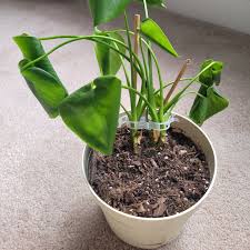 Why Is My Monstera Curling? Expert Tips to Restore Healthy Leaves